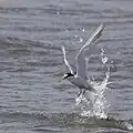 コアジサシ(葛西海浜公園)。