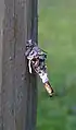 Sterrhopterix fusca