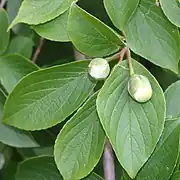 花蕾