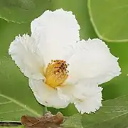 花は白い5弁花
