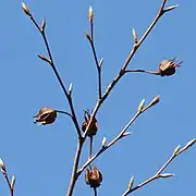 果実は5裂して冬でも枝に残る