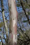 幹肌は斑模様でなめらか