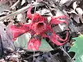 アカイカタケ（Aseroe rubra）