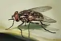 サシバエ Stomoxys calcitrans