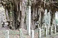 天然記念物指定石碑。
