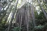 天狗倉山の山頂部のヒノキの植林と巨石