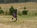 石投げ