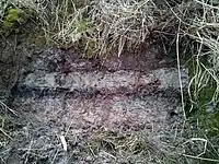 スコットランドモントローズ盆地（英語版）に見られる、ストレッガ海底地すべりに起因する津波堆積物