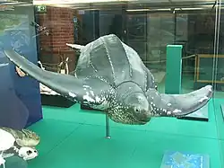 オサガメ
