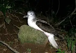 オオミズナギドリ