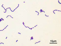 blue stain of Streptococcus mutans