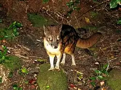 マダガスカルジャコウネコ