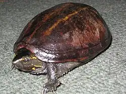 ミスジドロガメK. baurii