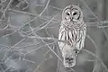 アメリカフクロウS. varia
