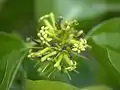 マチンの花
