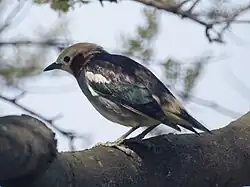 コムクドリ