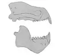 スティリノドン（Stylinodon）の頭部