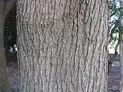 幹の樹皮は、細かく縦に裂ける。