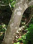 樹皮。古くなると縦に浅く裂ける。