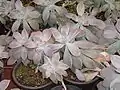 鉢植えのグラパラリーフ