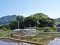 杉桙別命神社の社叢