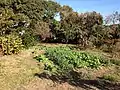 果樹や野菜を作っていた家庭菜園