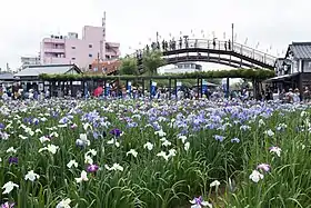 水郷潮来あやめ園