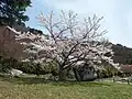ワシントン桜の園