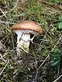 松葉の間から生えたヌメリイグチ(Suillus luteus、ヌメリイグチ科)