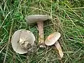シロヌメリイグチ（Suillus viscidus）