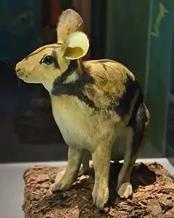 スマトラウサギ