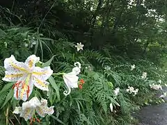 ヤマユリの名所