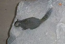 イワリス Sciurotamias davidianus