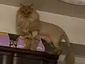 サマーカットしたサイベリアン