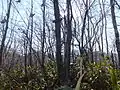 南西に隣接する奥盤渓山の山頂