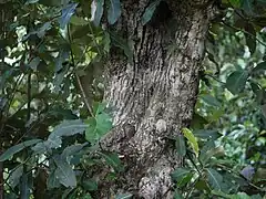 樹皮