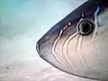 頭部