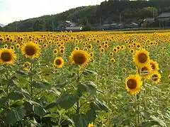 帆山のひまわりの里　まんのう