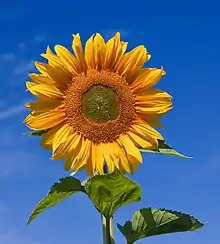 筒状花と舌状花の両方で構成された花序(ヒマワリ)
