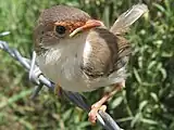 幼鳥大陸亜種M. c. cyanochlamys
