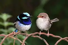 ルリオーストラリアムシクイのオスとメス