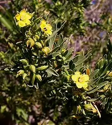 スリアナ科Suriana maritima