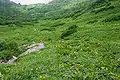 摺鉢窪カールのお花畑（2009年8月撮影）