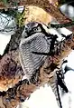 オナガフクロウS. ulula
