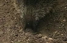 吻を地面に向け食べ物を探しているイノシシ。