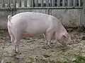 スヴィニャー(Свиня, 雌豚)