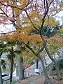 金星台から参道を望む
