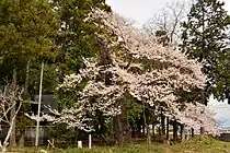 エドヒガンザクラ(2013年3月撮影)