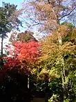 紅葉