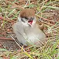 幼鳥の口の中